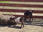 IMG_20250409_141730 (Medium)